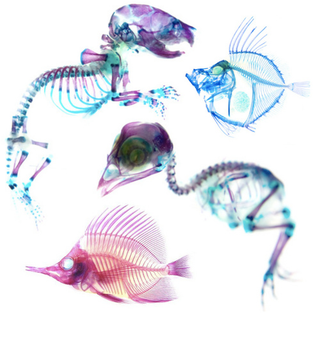 Illustration for article titled Transparent taxidermy and x-ray critters
